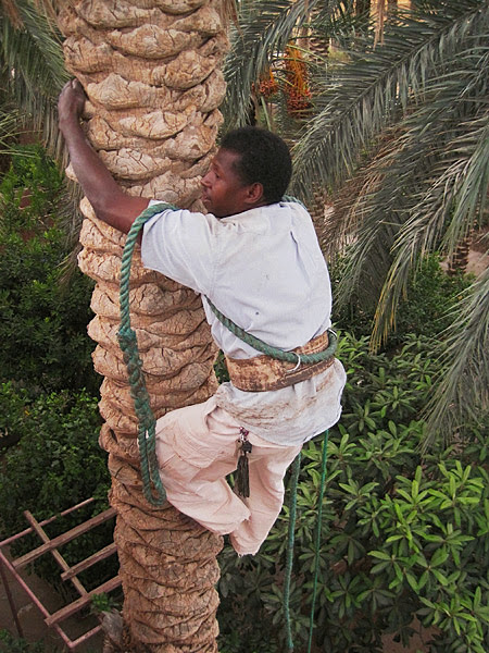 huile-de-palme.jpg