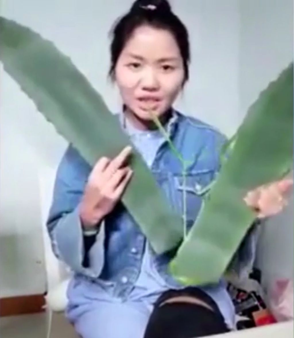 La blogueuse zhang pense vanter les merites de l aloe vera mais s intoxique en direct avec une plante toxique width1024